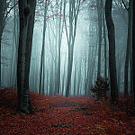 FoggyForest